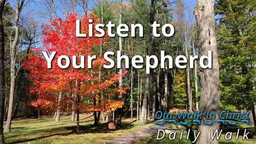 Listen to Your Shepherd | Daily Walk 40